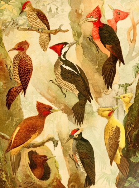Picapaus, Jpecu  by Emil August Goldi - Hand-Painted Oil Painting Reproduction