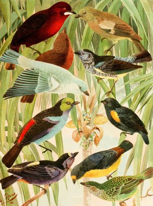 Pipiras, Sahys, Tem-tems by Emil August Goldi Oil Painting