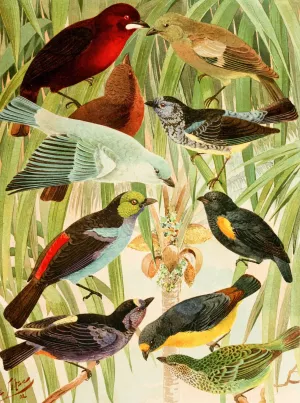 Pipiras, Sahys, Tem-tems Oil painting by Emil August Goldi