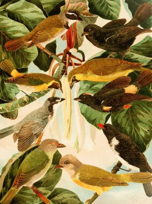 Pipiras by Emil August Goldi Oil Painting