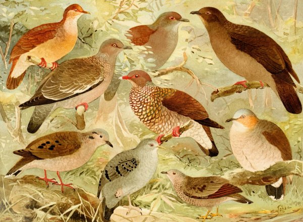 Pombas  by Emil August Goldi - Hand-Painted Oil Painting Reproduction