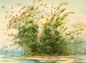 Scena de um ninhal de Guaras Oil painting by Emil August Goldi
