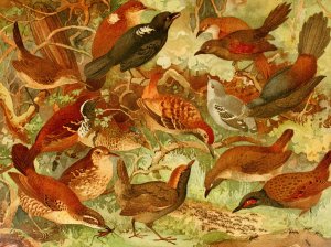 Taiacu-uira, Pinto do mato, Mae da taoca by Emil August Goldi Oil Painting