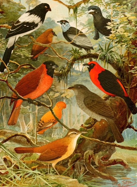 Tie-tinga, Pipira, Cri-cri-o, loao de barro, Gallo da serra, Pavao do mato  by Emil August Goldi - Hand-Painted Oil Painting Reproduction