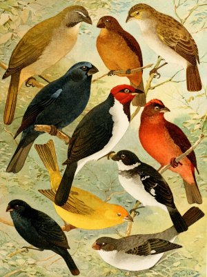 Trinca-ferro, Azulao, Cardeal, Gallo do mato, Serra-serra, Colleiro, Cigarra by Emil August Goldi Oil Painting