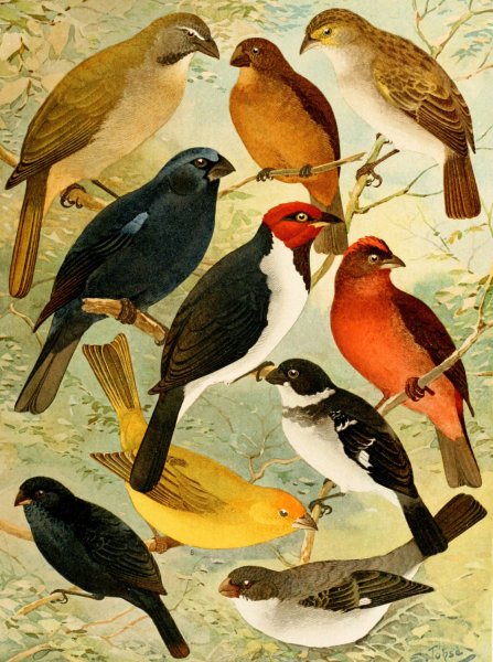 Trinca-ferro, Azulao, Cardeal, Gallo do mato, Serra-serra, Colleiro, Cigarra  by Emil August Goldi - Hand-Painted Oil Painting Reproduction