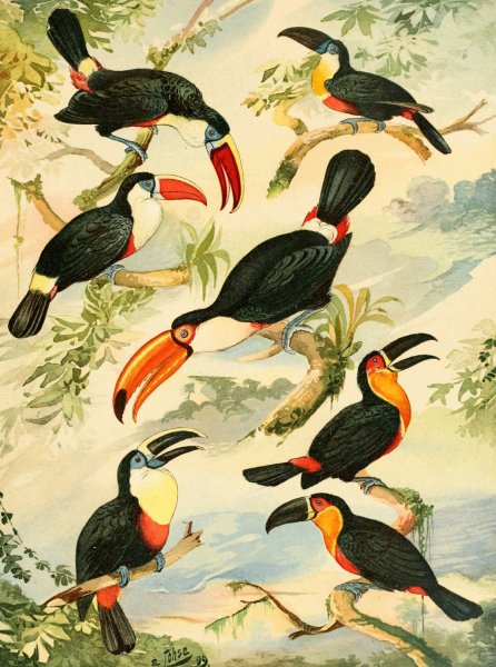 Tucanos  by Emil August Goldi - Hand-Painted Oil Painting Reproduction