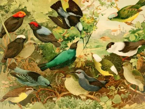 Uira-purus, Rendeiras, Sahys by Emil August Goldi Oil Painting