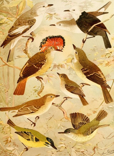 Viuvinha, Lecre, Ferreirinho  by Emil August Goldi - Hand-Painted Oil Painting Reproduction
