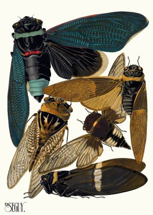 Insectes Pl.01 by Emile-Allain Seguy Oil Painting