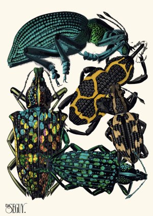 Insectes Pl.06 Oil painting by Emile-Allain Seguy