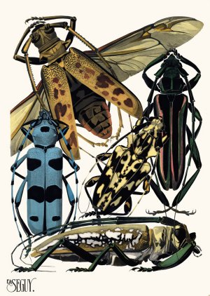 Insectes Pl.14 by Emile-Allain Seguy Oil Painting