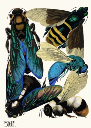 Insectes Pl.16 by Emile-Allain Seguy Oil Painting