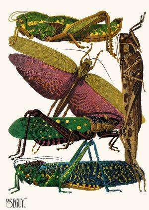 Insectes Pl.18 by Emile-Allain Seguy Oil Painting