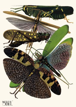 Insectes Pl.19 by Emile-Allain Seguy Oil Painting