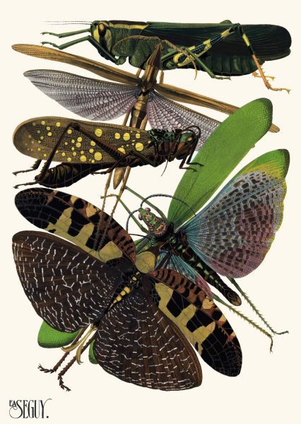 Insectes Pl.19  by Emile-Allain Seguy - Hand-Painted Oil Painting Reproduction