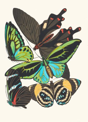 Papillons, Pl. 1 Oil painting by Emile-Allain Seguy