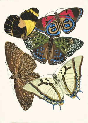 Papillons, Pl. 12 by Emile-Allain Seguy Oil Painting