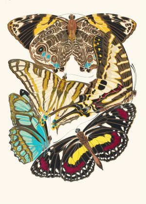 Papillons, Pl. 5 Oil painting by Emile-Allain Seguy