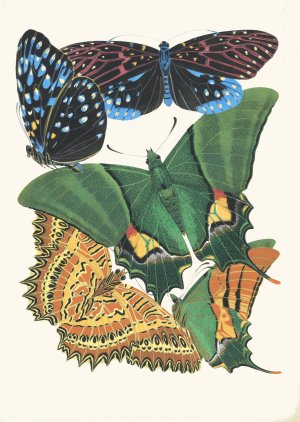 Papillons, Pl. 6 by Emile-Allain Seguy Oil Painting