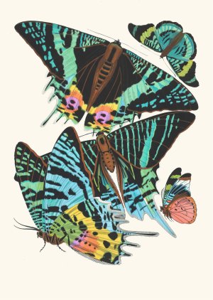 Papillons, Pl. 7 by Emile-Allain Seguy Oil Painting