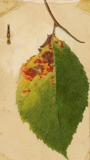 Crumpled and Withered Leaf Edge Mimicking Caterpillar by Emma Beach Thayer Oil Painting