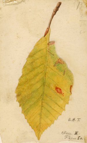 Crumpled and Withered Leaf Edge Mimicking Caterpillar by Emma Beach Thayer Oil Painting