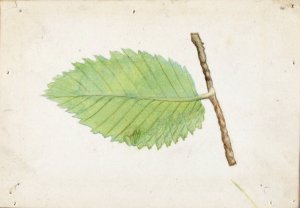 Jagged Leaf Edge Caterpillar by Emma Beach Thayer Oil Painting