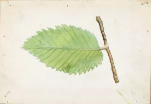 Jagged Leaf Edge Caterpillar by Emma Beach Thayer Oil Painting