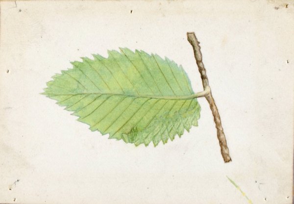 Main Product Photo of Jagged Leaf Edge Caterpillar Painting by Emma Beach Thayer