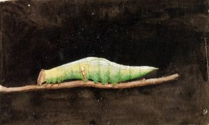 Larger Spotted Beach Leaf Edge Caterpillar, study for book Concealing Coloration in the Animal Kingdom by Emma Beach Thayer Oil Painting