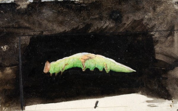 Main Product Photo of Larger Spotted Beach Leaf Edge Caterpillar,  study for book Concealing Coloration in the Animal Kingdom Painting by Emma Beach Thayer