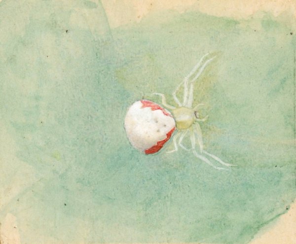Main Product Photo of Porcelain-White Spider Painting by Emma Beach Thayer