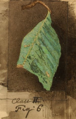 Smaller Spotted Beach Leaf Edge Caterpillar by Emma Beach Thayer Oil Painting