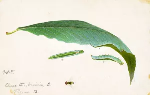 Unspotted Beach Leaf Edge Caterpillar, study for book Concealing Coloration in the Animal Kingdom Oil painting by Emma Beach Thayer