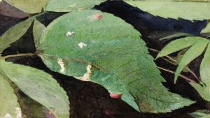 White Birch Leaf Edge Caterpillar by Emma Beach Thayer Oil Painting