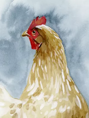Chicken Portrait I by Emma Caroline Oil Painting
