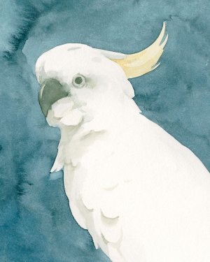Cockatoo Portrait II by Emma Caroline Oil Painting