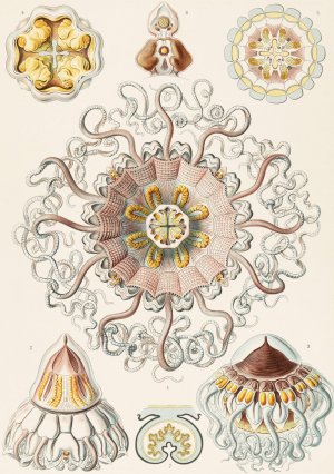 Peromedusae by Ernst Haeckel Oil Painting