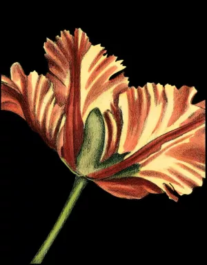 Vibrant Tulips I by Ethan Harper Oil Painting