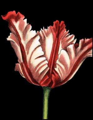 Vibrant Tulips II by Ethan Harper Oil Painting