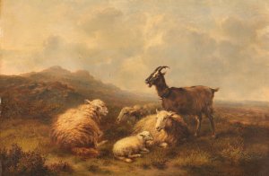 Schafe und Ziegen auf der Weide by Eugene Joseph Verboeckhoven Oil Painting