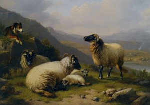 Sheep Dog Guarding His Flock