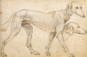 Studies of a Greyhound by Federico Zuccaro Oil Painting