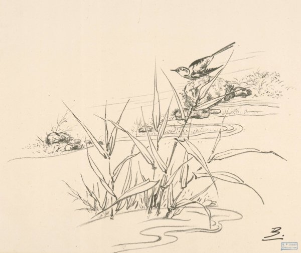 Oiseau sur une pierre, devant des roseaux  by Felix Bracquemond - Hand-Painted Oil Painting Reproduction