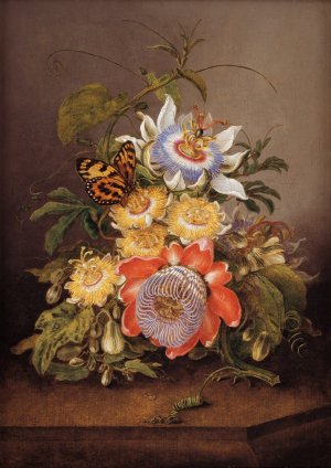 Passionflowers Oil painting by Ferdinand Bauer