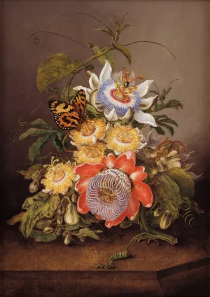 Passionflowers by Ferdinand Bauer Oil Painting