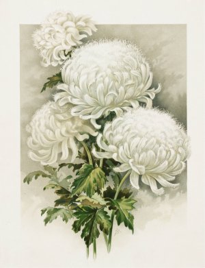 Chrysanthemums by Ferdinand Schuyler Mathews Oil Painting