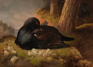 Black Grouse by Ferdinand Von Wright Oil Painting