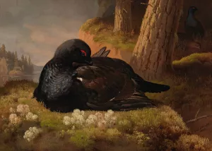 Black Grouse by Ferdinand Von Wright Oil Painting